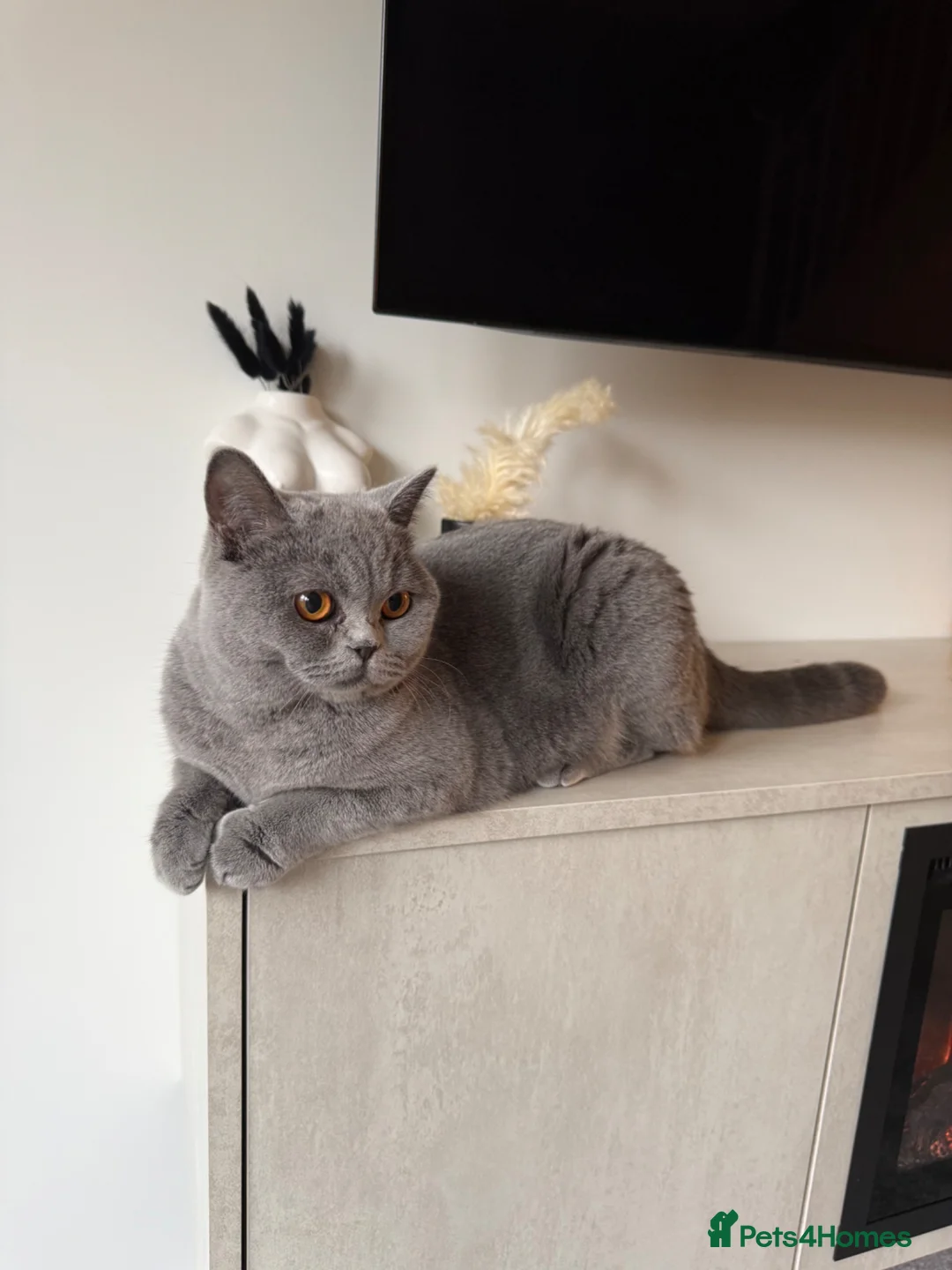 British Shorthair cats for sale: British Blue Shorthair  - Advert 4