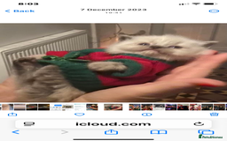 Ragdoll cats for sale: Pure blue point ragdoll kittens  - Image 3