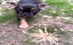 French Bulldog dogs for sale: Fluffy ** frenchies  - Image 29
