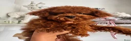 Toy Poodle dogs for sale: 🧸Asian Poodle Girl Health Tested Parents🧸 - Advert 6