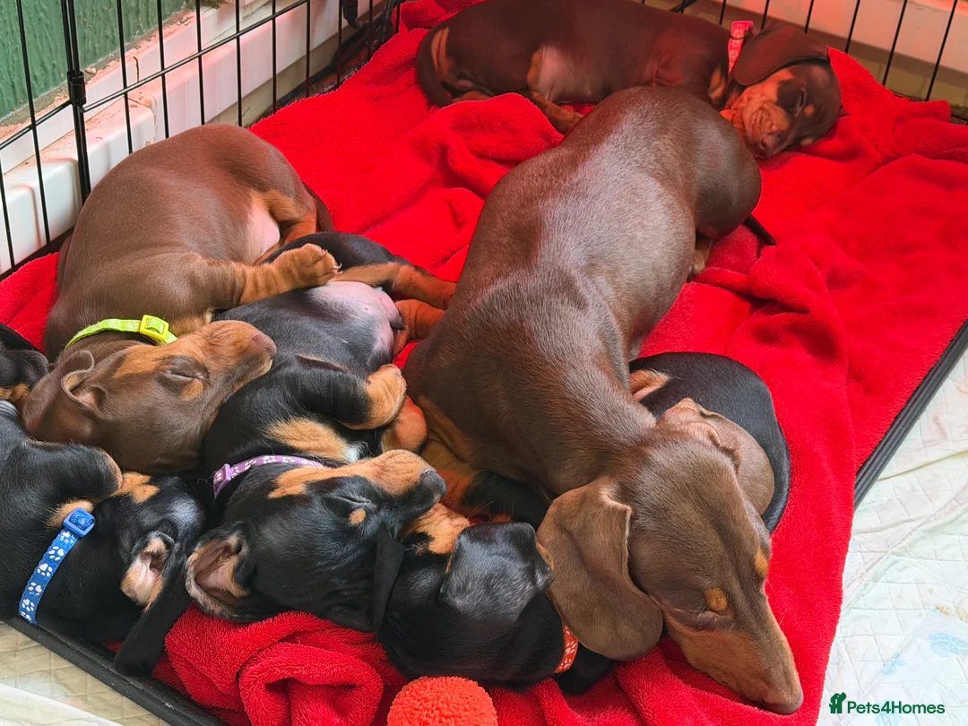 Dachshund dogs for sale: 4 beautiful boys  - Advert 14
