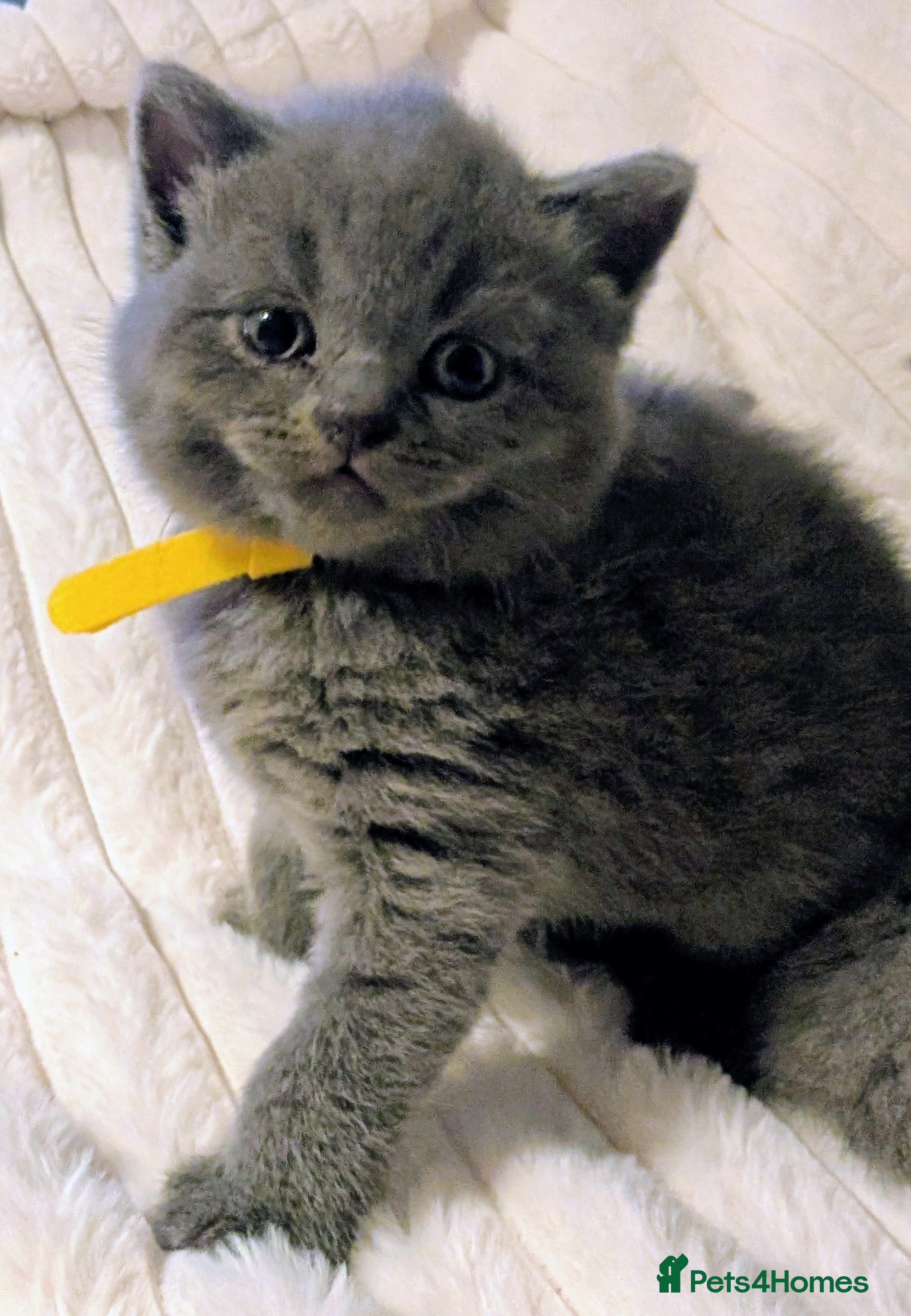 British Shorthair cats ❤️❤️Stunning GCCF Beautiful BSH kittens ❤️❤️  - Advert 2