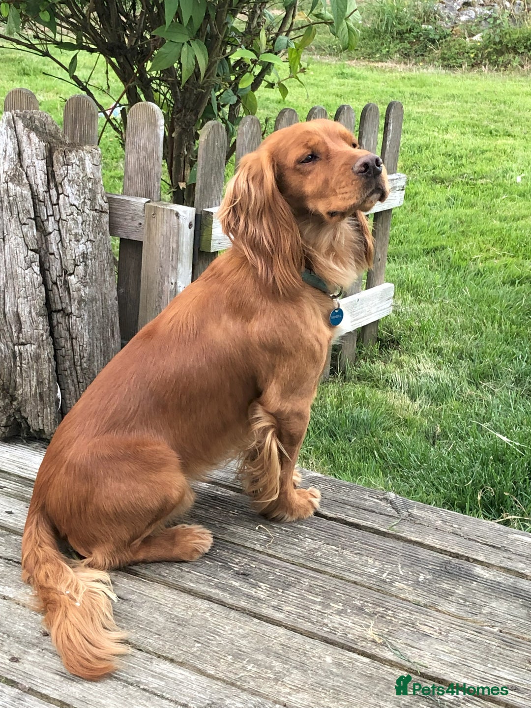 Cocker Spaniel dogs for stud: Cocker Spaniel - Advert 2