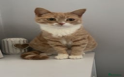 Mixed Breed cats for sale: Lovley kittens looking for there forever homes  - Image 4