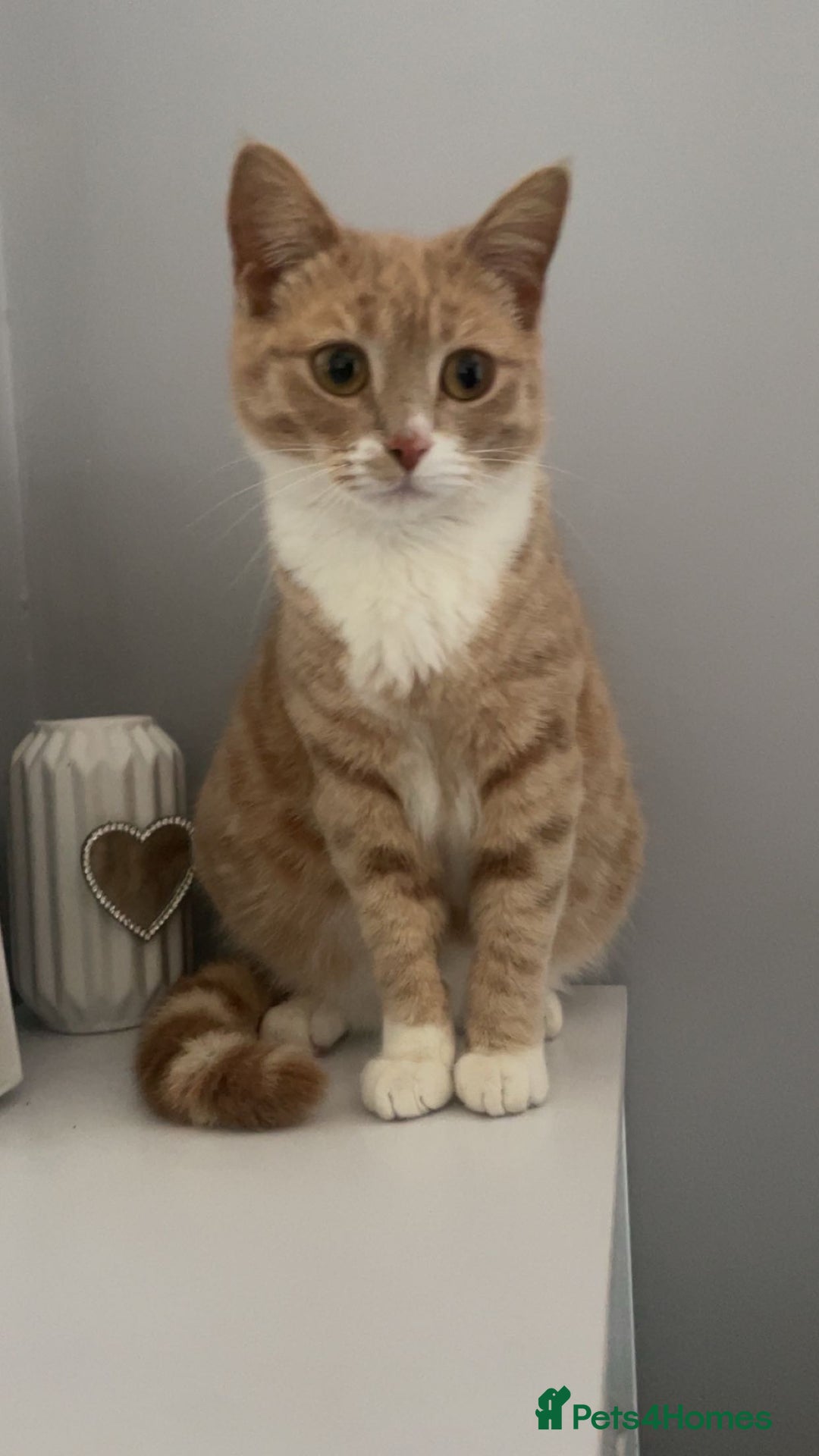 Mixed Breed cats for sale: Lovley kittens looking for there forever homes  - Image 4