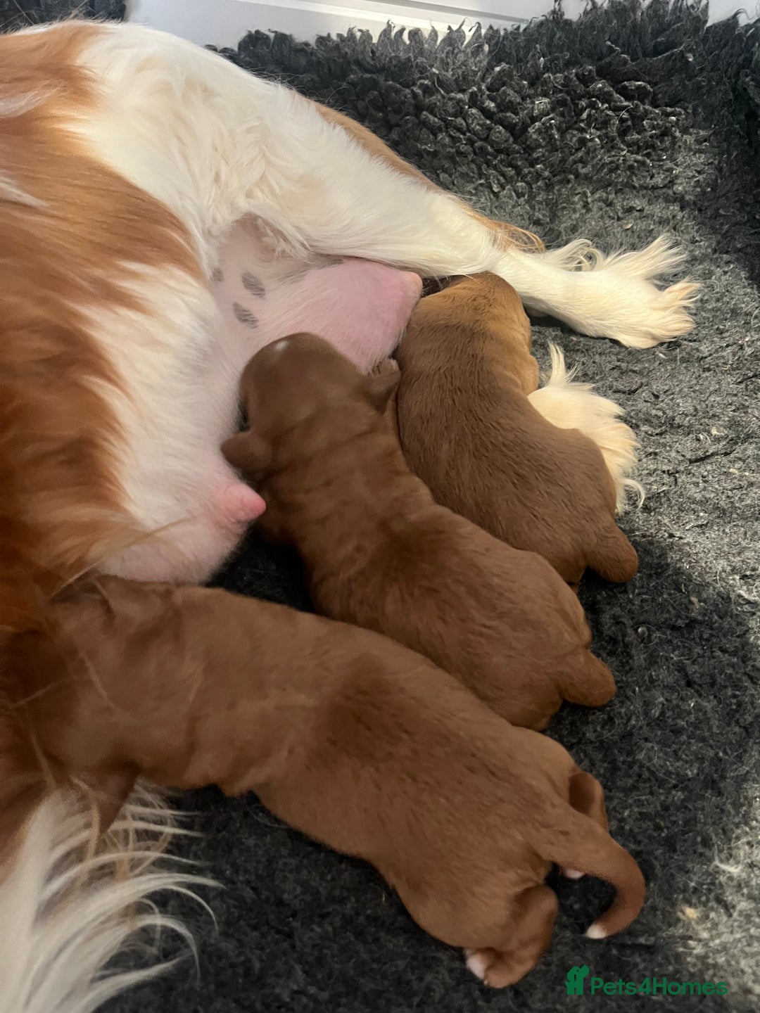 Cavapoo dogs for sale: Stunning F1 Cavapoo pups ONE GIRL LEFT - Image 8