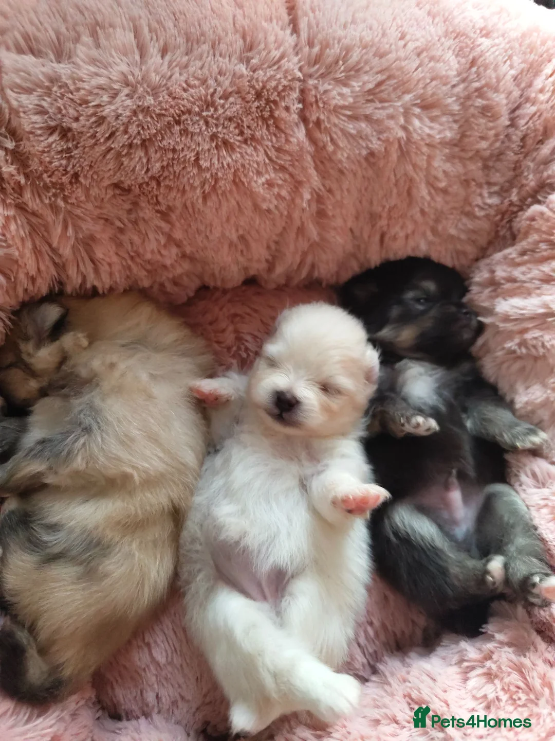 Pomeranian dogs for sale: Miss Helen  in Nottingham - Advert 2