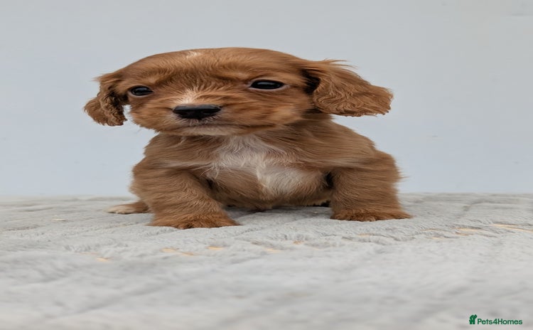 Cocker Spaniel dogs - Advert 3