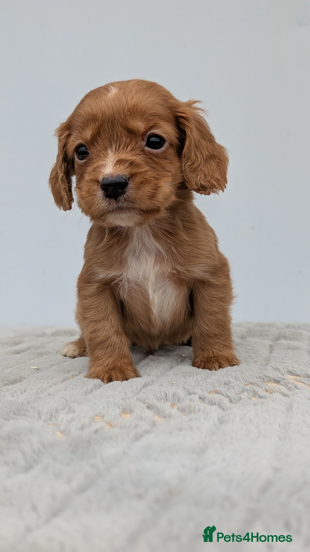 Cocker Spaniel dogs for sale: Adorable Working Cocker Puppies - Image 1
