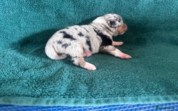 Australian Shepherd dogs for sale: Beautiful Australian Shepherds  - Image 14