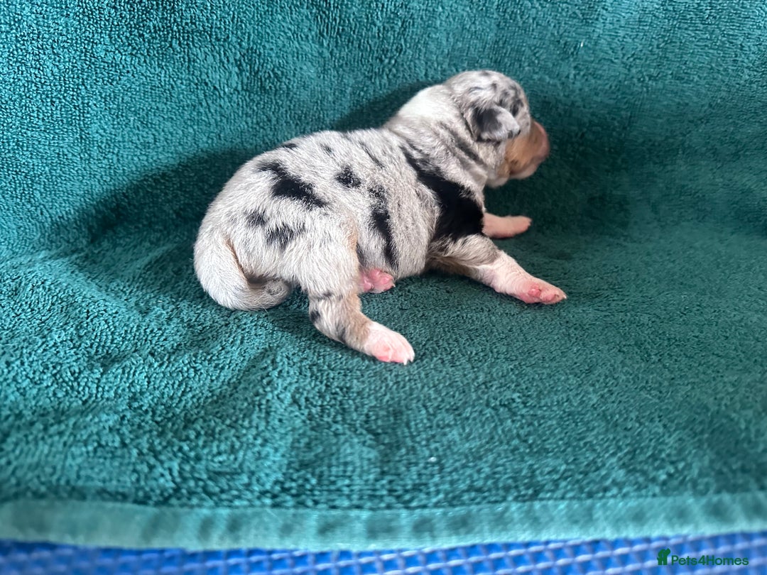 Australian Shepherd dogs for sale: Beautiful Australian Shepherds  - Image 14