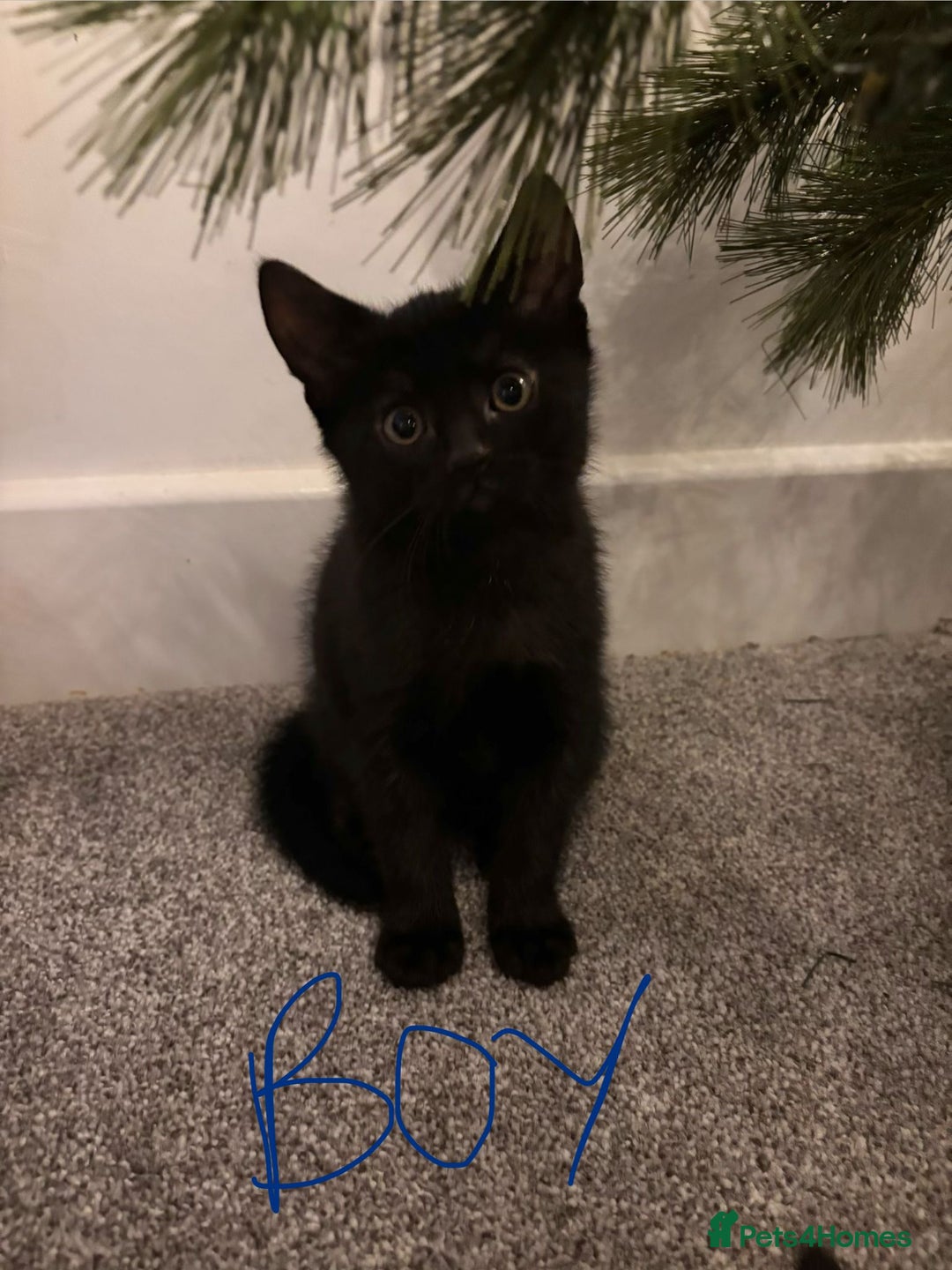 Mixed Breed cats for sale: Adorable Black Kittens – 3 Left! - Advert 4