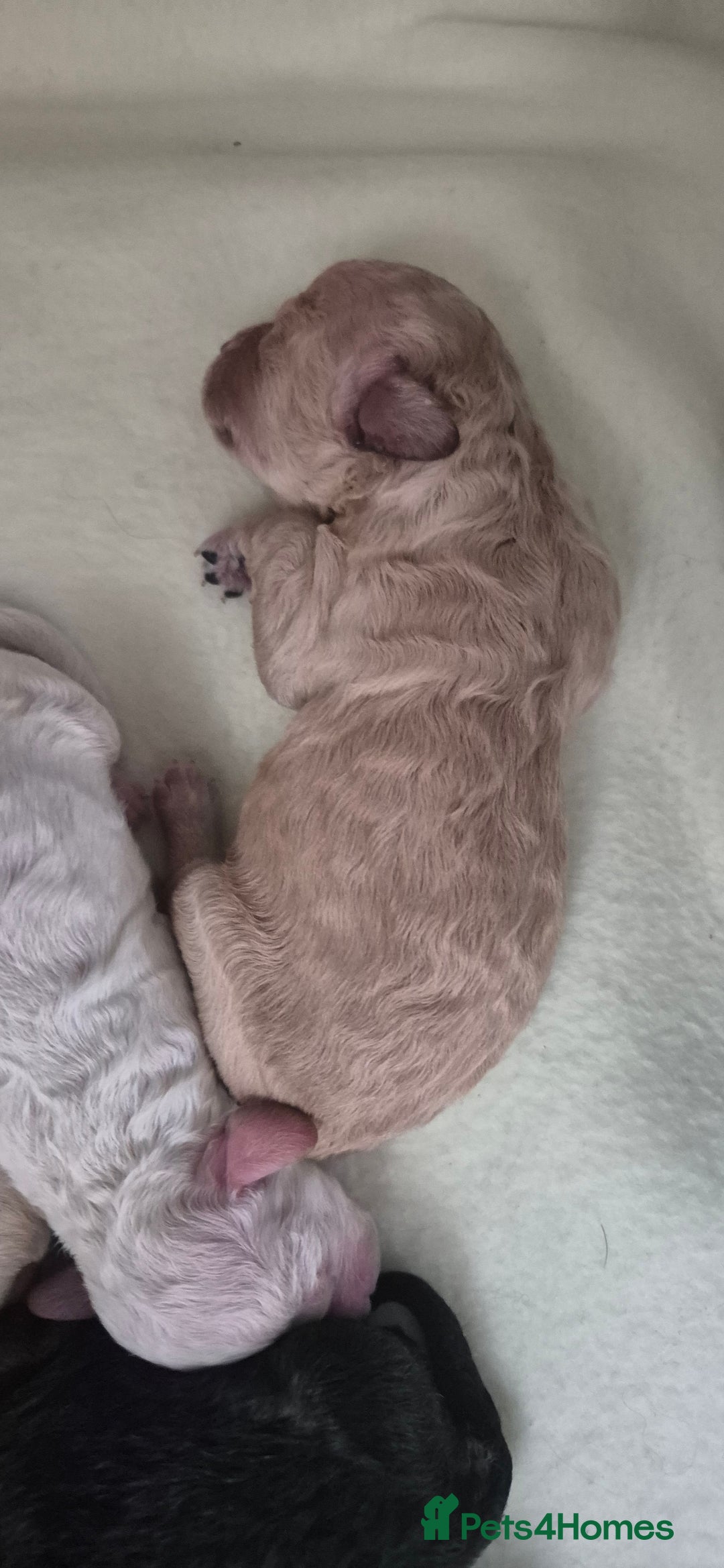 Mixed Breed dogs for sale: Gorgeous cavapoochon puppies - Image 13
