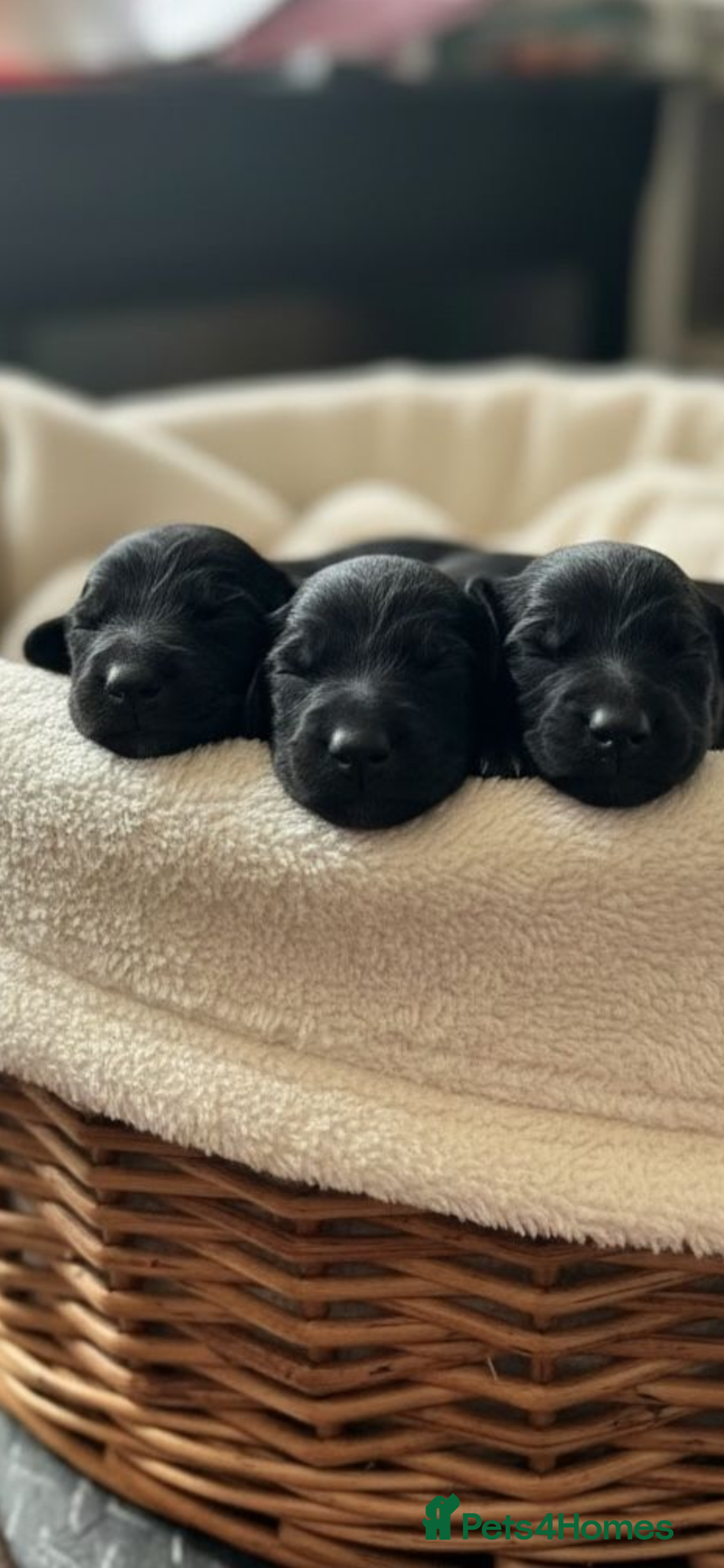 Cockapoo dogs F1BB Cockapoo Puppies Blue Merle, Apricot & Black - Advert 2