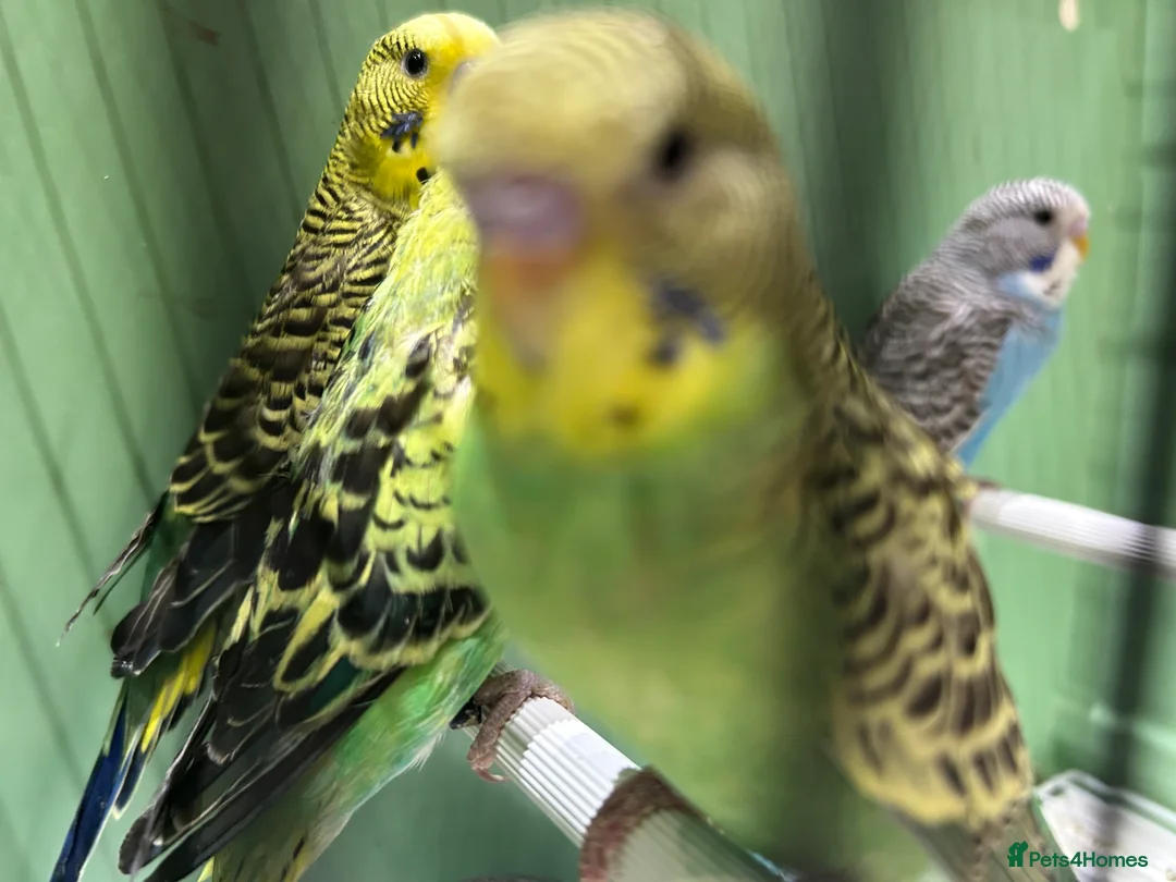 Budgerigars birds for sale: Budgies for Sale, all in good health  - Advert 16