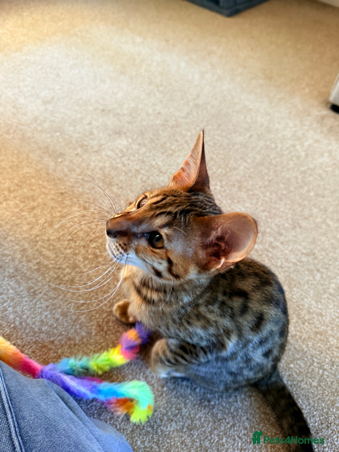 Savannah cats for sale: TICA Reg F3 Savannah Female Kitten ONE LEFT - Image 12