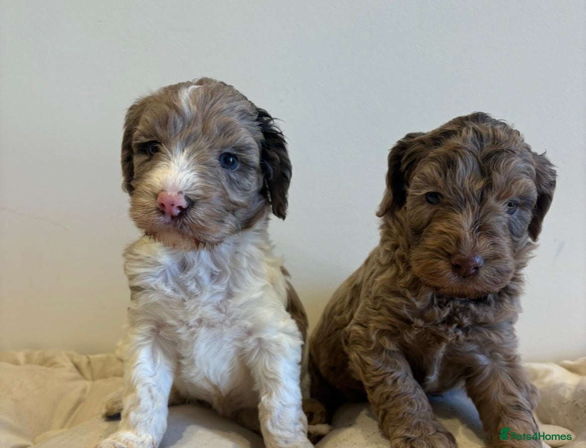 Cockapoo dogs Beautiful cockapoo puppy’s - Advert 1