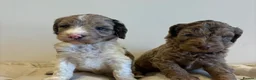 Cockapoo dogs for sale: Beautiful cockapoo puppy’s - Advert 1