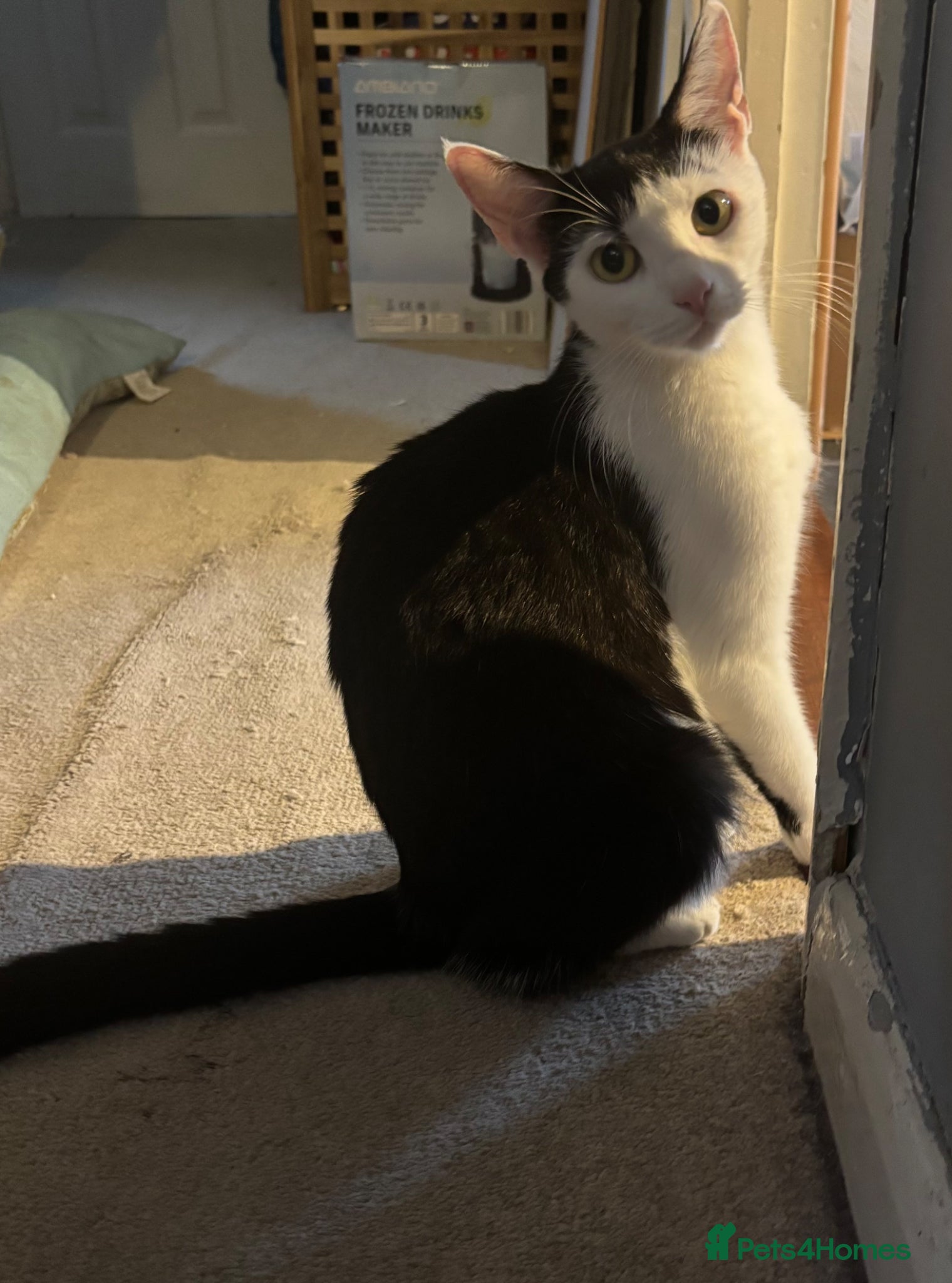 Mixed Breed cats for sale: Black & White Male kitten for sale in Fareham - Advert 6