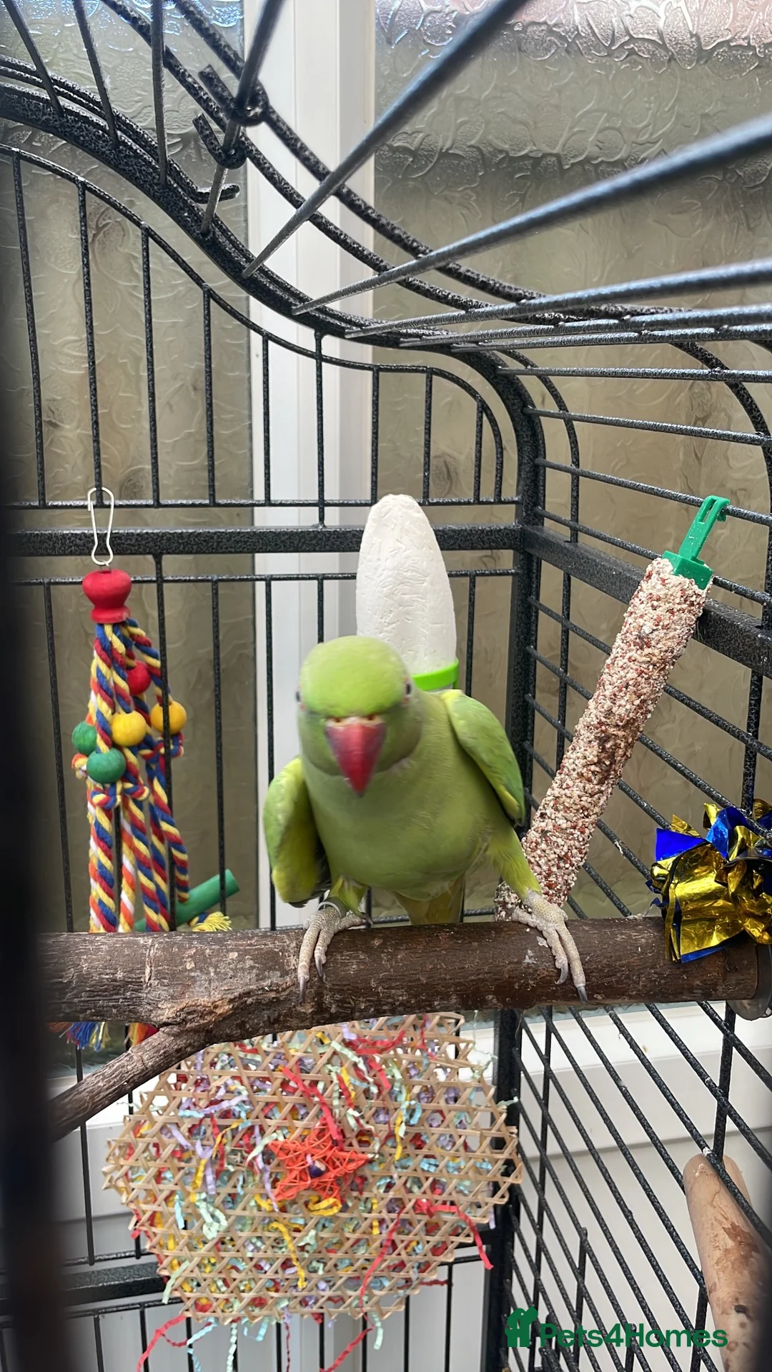 Parakeets birds for sale: 4yr old female semi tame Indian ringneck  - Advert 1