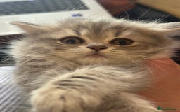 British Longhair cats for sale: British Long Hair Kittens - Image 19