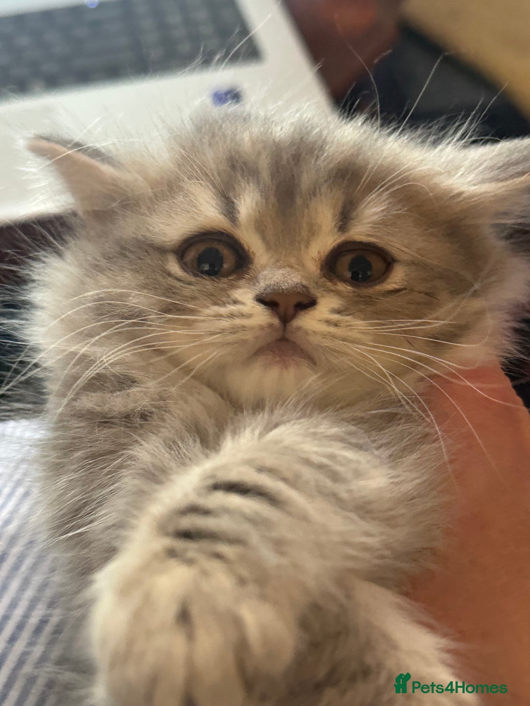 British Longhair cats for sale: British Long Hair Kittens - Image 19