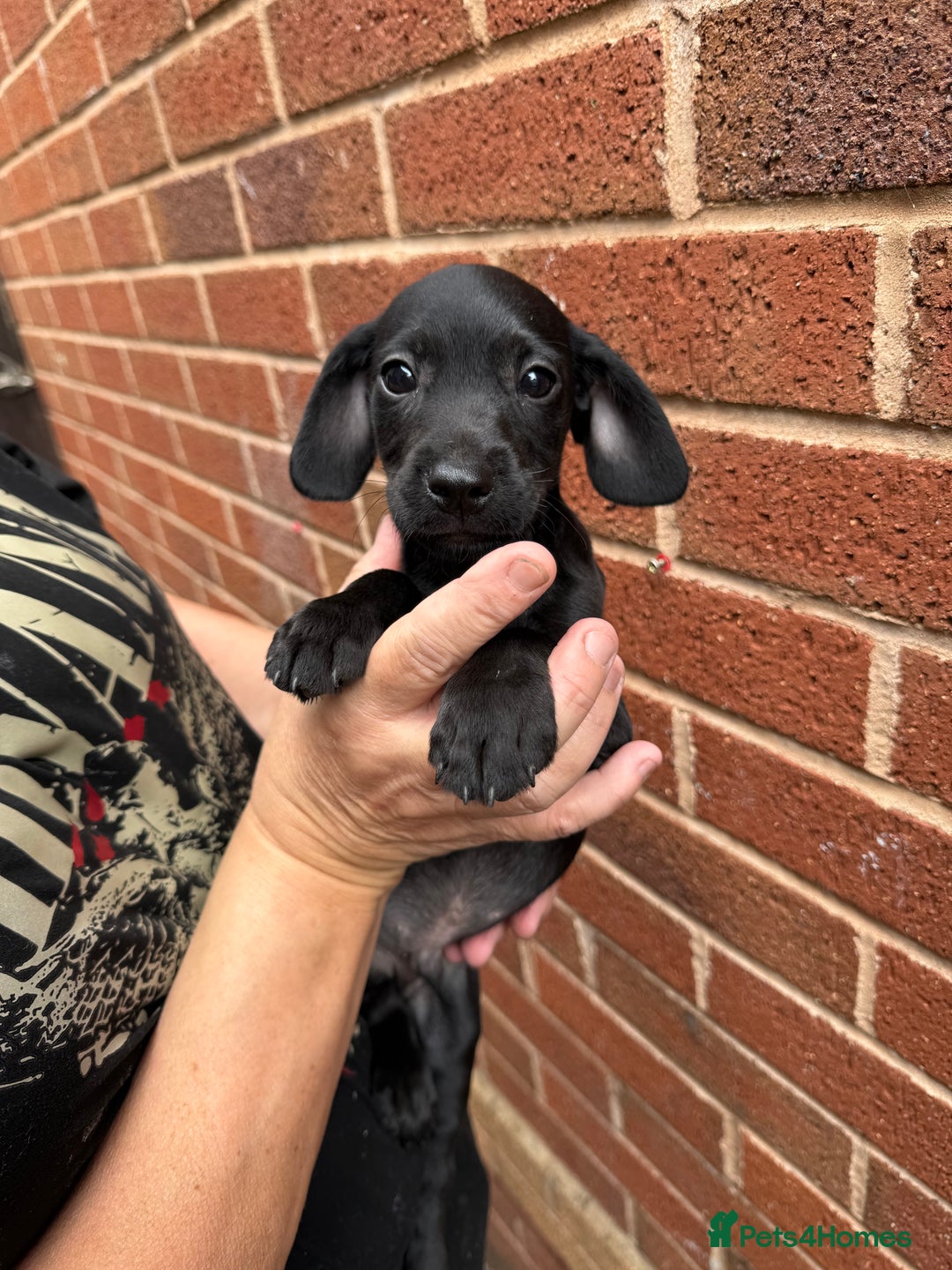 Mixed Breed dogs for sale: Cocker/ Patterdale  - Image 6