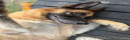 German Shepherd dogs for sale: German shephered REHOME in South Shields - Advert 3
