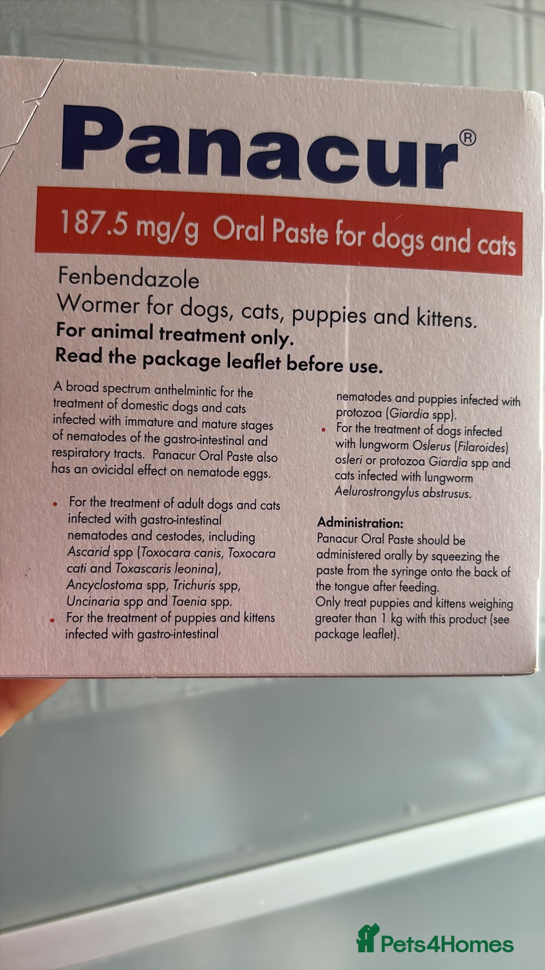 Ragamese cats for sale: Ragamese - Ragdoll x Siamese adorable kittens  - Image 12