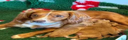 Cocker Spaniel dogs for sale: KC registered Cocker Spaniel puppies - Advert 2
