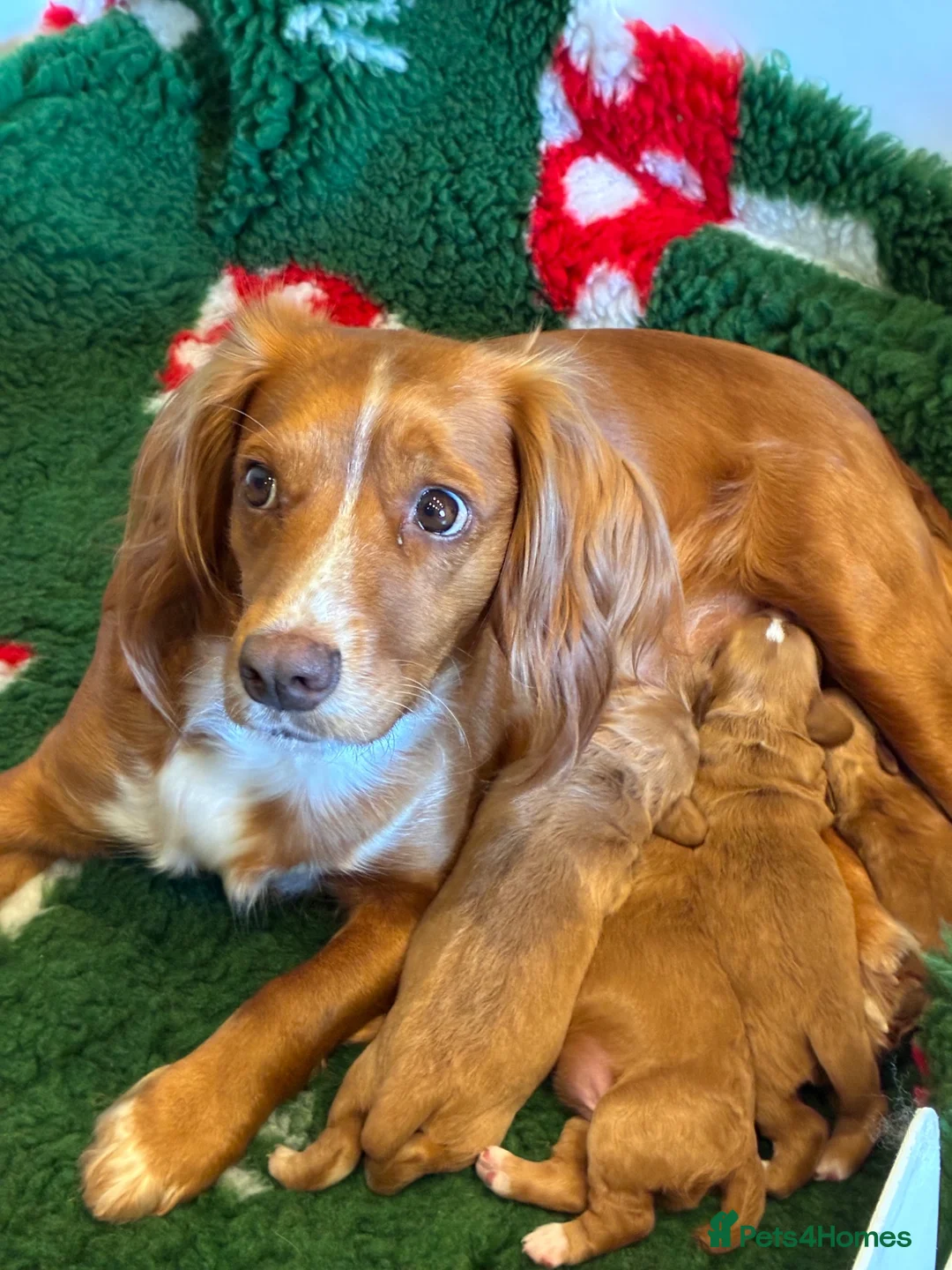 Cocker Spaniel dogs for sale: KC registered Cocker Spaniel puppies - Advert 2
