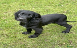 Cocker Spaniel dogs for sale: Cocker Spaniel puppies for sale - Image 3