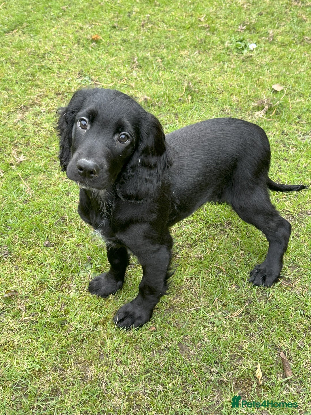 Cocker Spaniel dogs for sale: Cocker Spaniel puppies for sale - Image 3