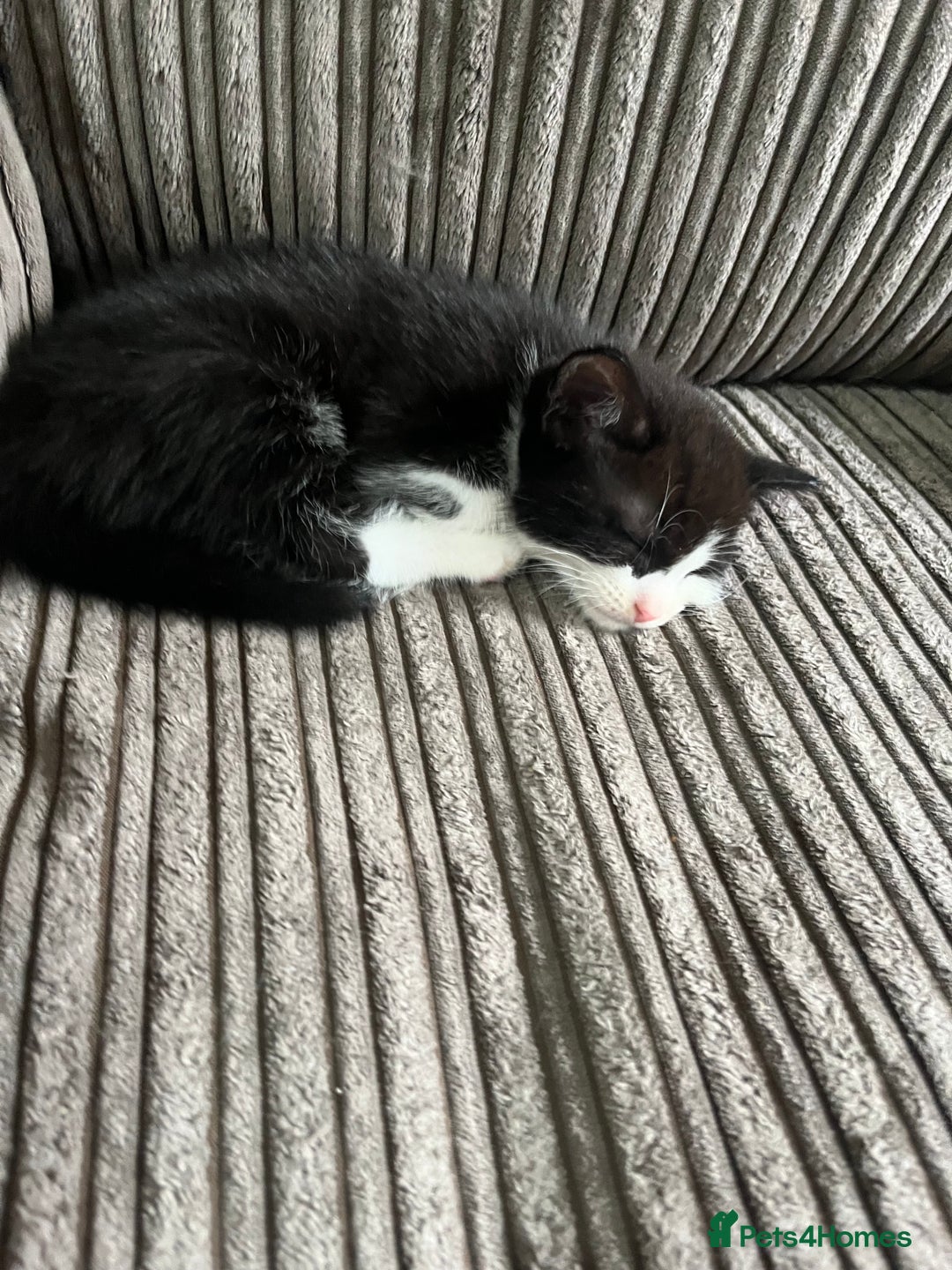 Mixed Breed cats for sale: Scottish fold cross for sale  - Image 8
