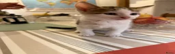 Mixed Breed cats for sale: Adorable Kittens Available to a Loving Home - Advert 17
