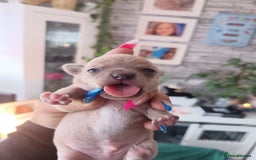 Chihuahua dogs for sale: Chihuahua boy 💙 - Advert 12