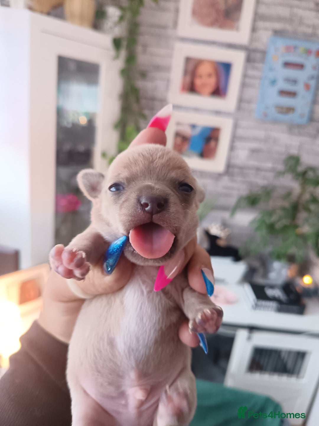 Chihuahua dogs for sale: Chihuahua boy 💙 - Advert 12