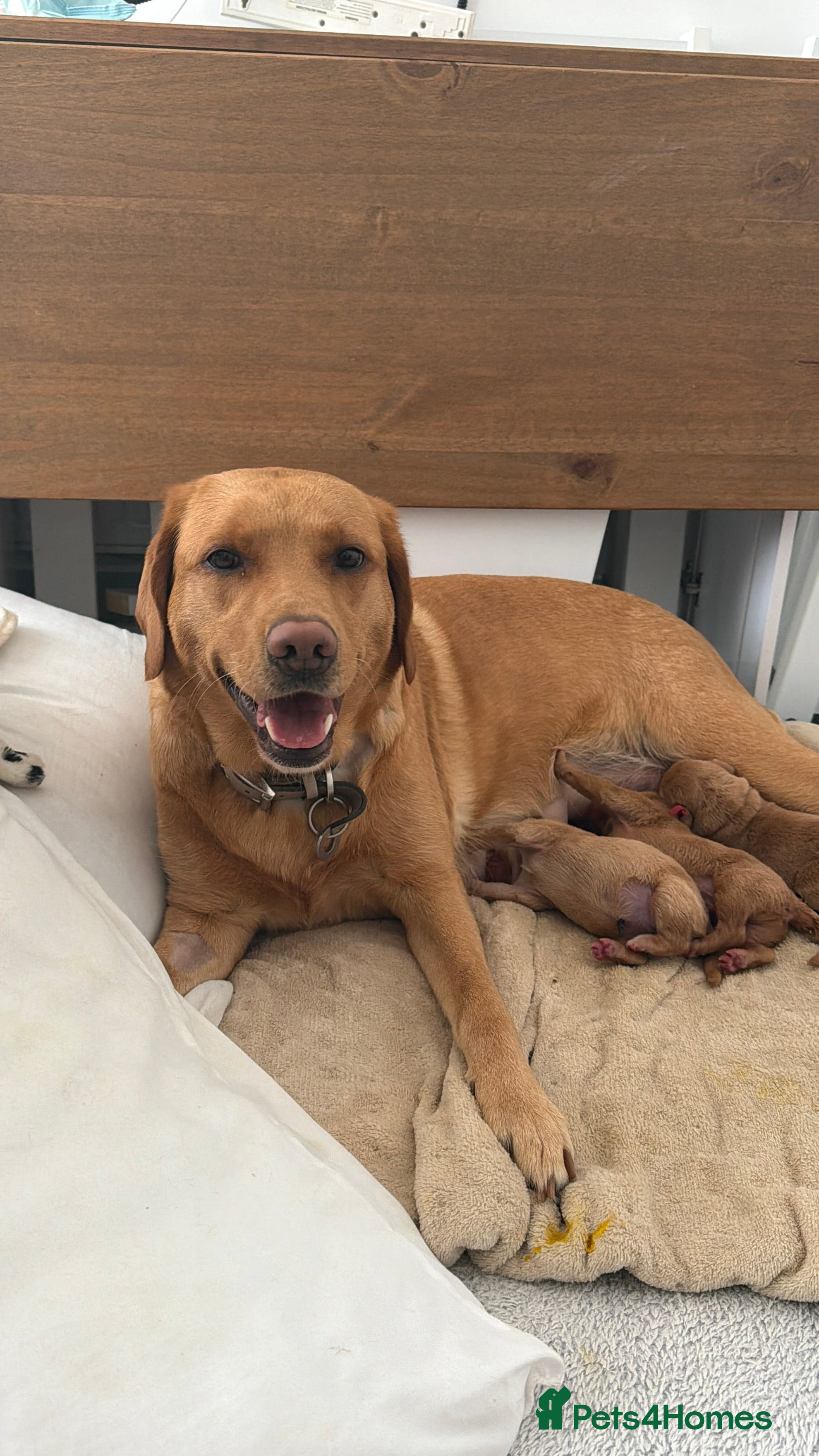 Labrador Retriever dogs Beautiful Red Fox Labrador Retriever Puppies - Advert 1