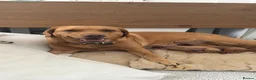 Labrador Retriever dogs for sale: Beautiful Red Fox Labrador Retriever Puppies - Advert 3