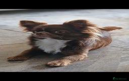 Chihuahua dogs for stud: Chihuahua Chocolate longhaired Stud  in Romford - Image 18