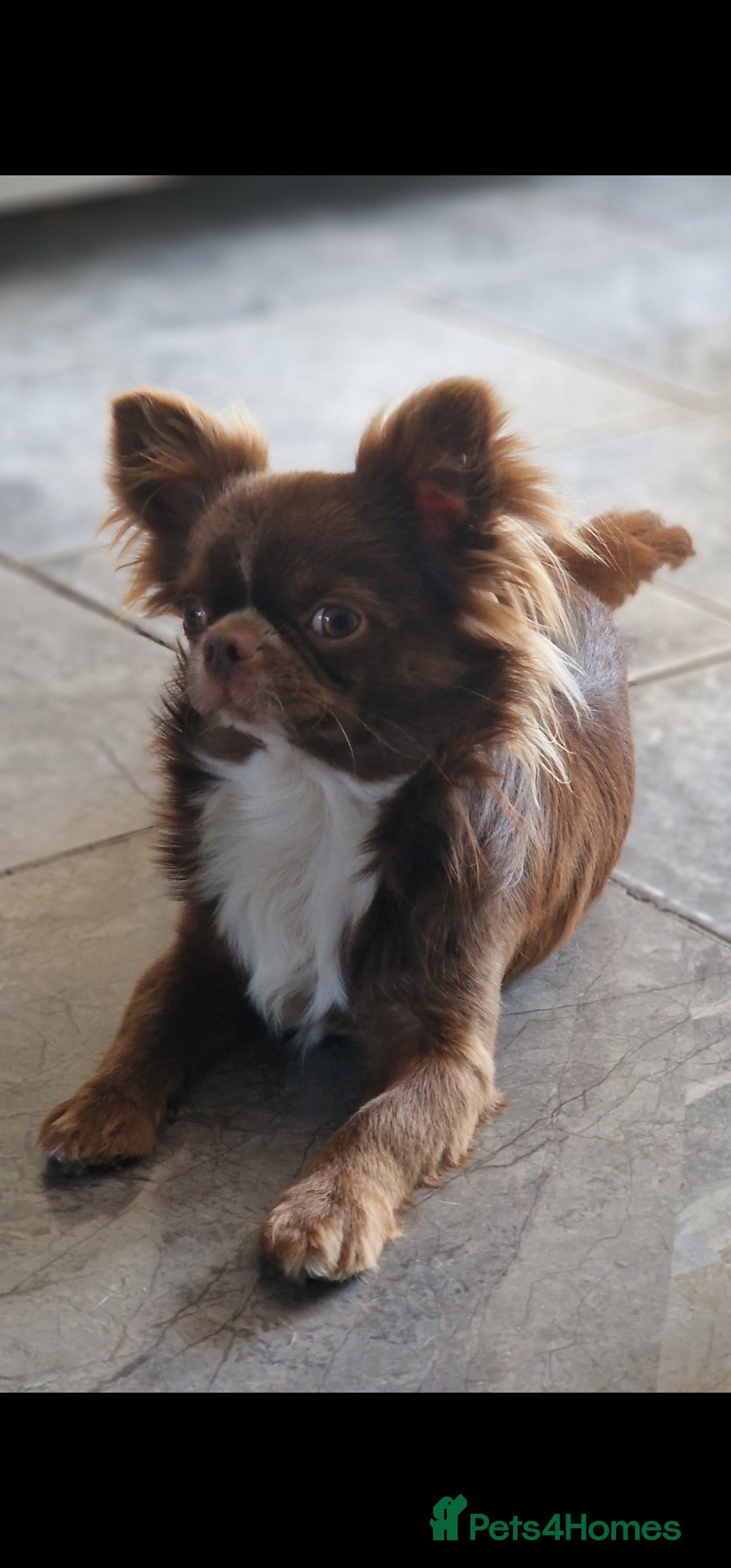 Chihuahua dogs for stud: Chihuahua Chocolate longhaired Stud  in Romford - Image 18