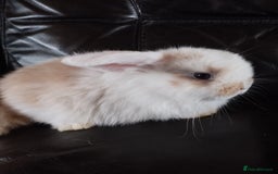 Mini Lop rabbits for sale: Mini lop boys and girls available. - Image 10