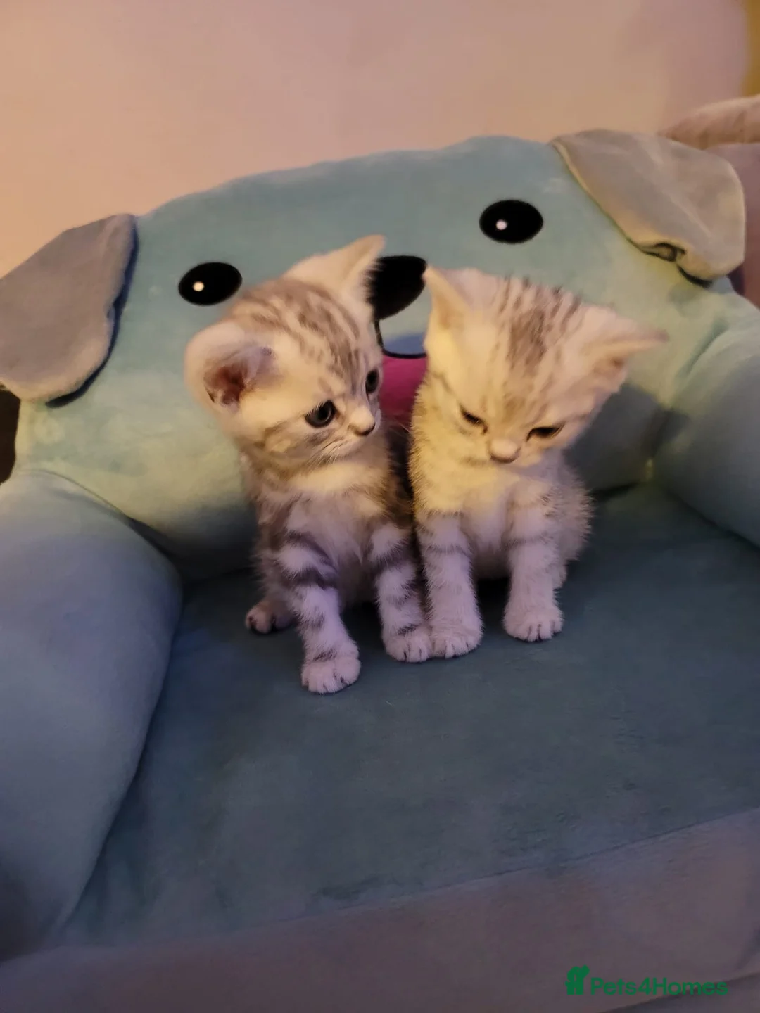 British Shorthair cats for sale: Beautiful kittens – 2 Boys & 2 Girls Ready Now  - Advert 2