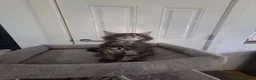 Maine Coon cats for sale: UNIQUE ACTIVE MAINCOON BABBIES😍 - Advert 19