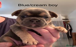 French Bulldog dogs for sale: 4 beautiful blue French bulldogs  - Image 3
