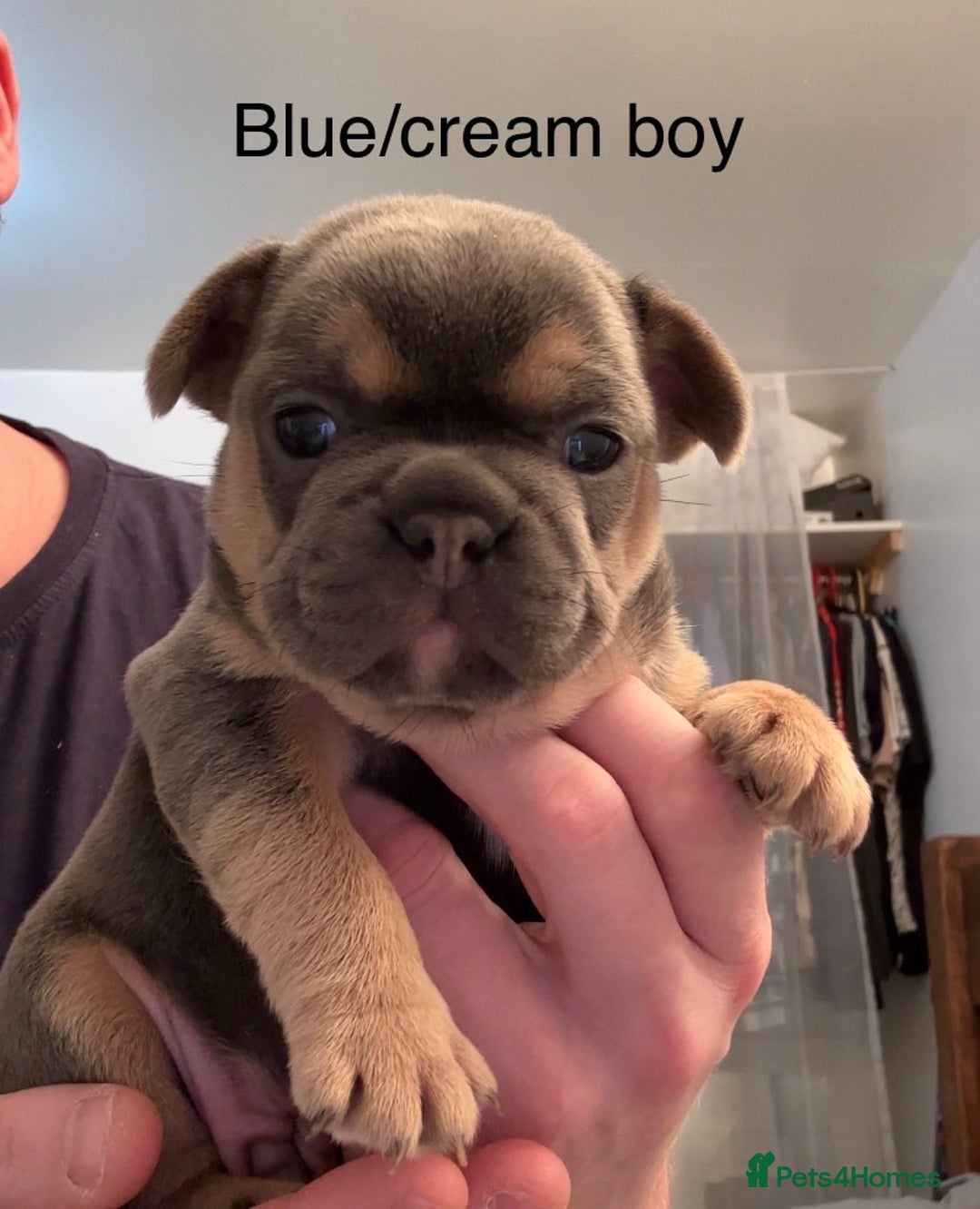 French Bulldog dogs for sale: 4 beautiful blue French bulldogs  - Image 3