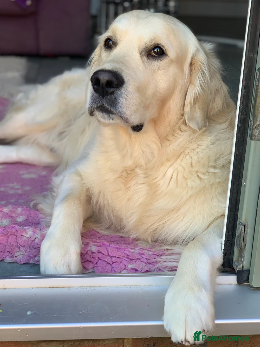 Golden Retriever dogs for stud: KC Reg, Health Tested, Crufts Qualified, Proven in Milton Keynes - Advert 10