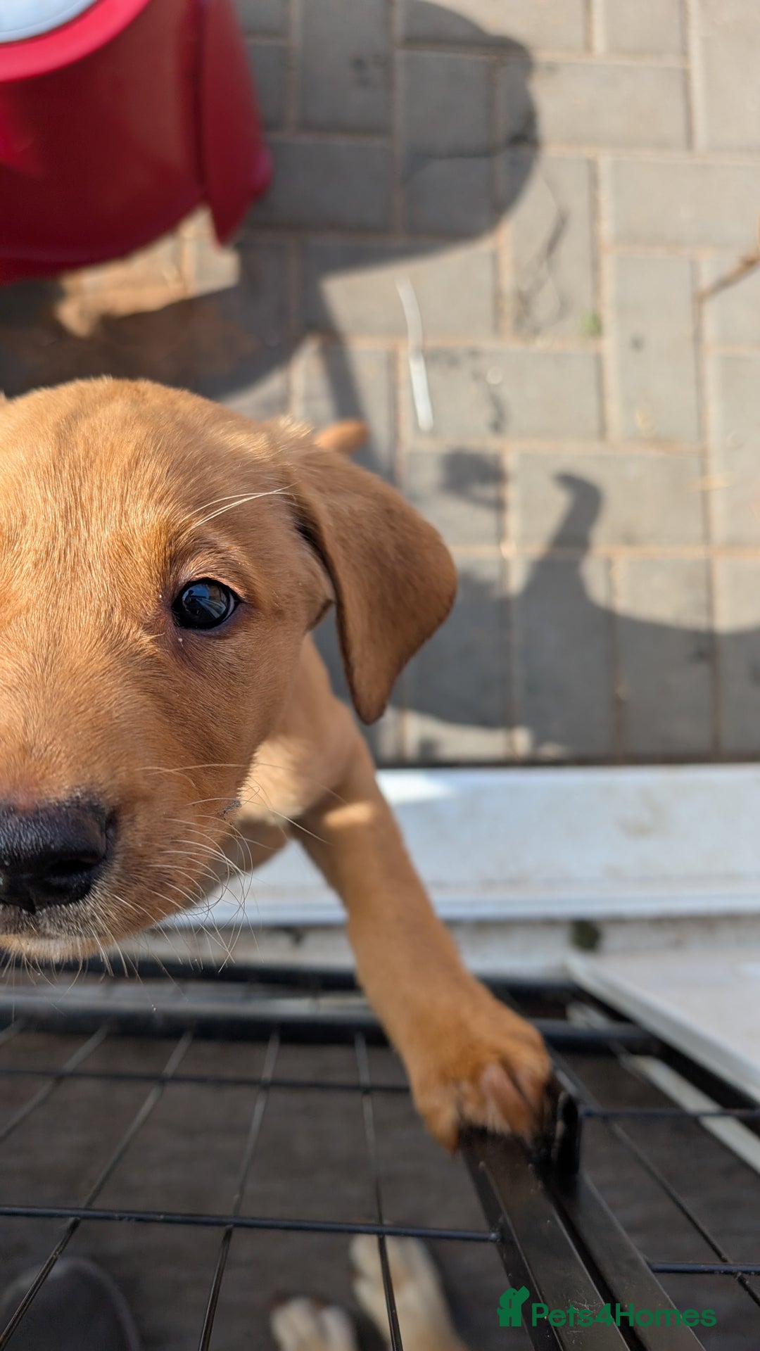 Labrador Retriever dogs for sale: Red Male Labrador Puppy - Image 3