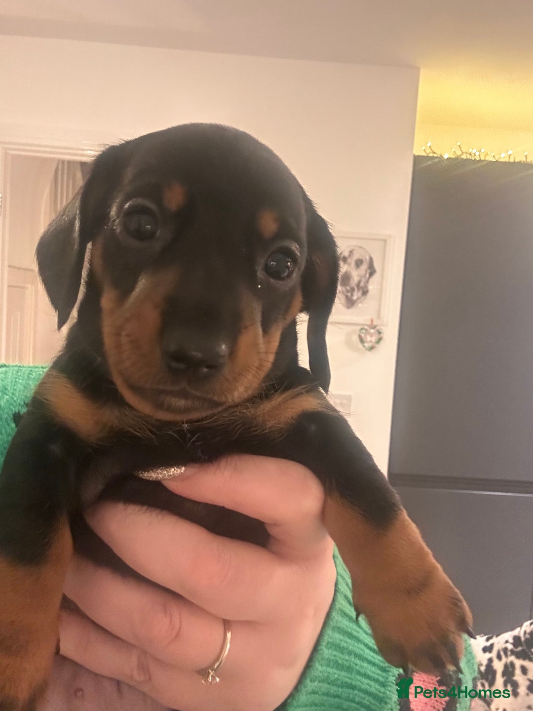 Miniature Dachshund dogs for sale: KC REGISTERED STUNNING MINATURE DACHSHUND PUPS❤️ - Advert 11