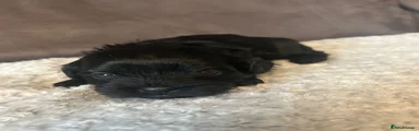 Shihpoo Puppy 7